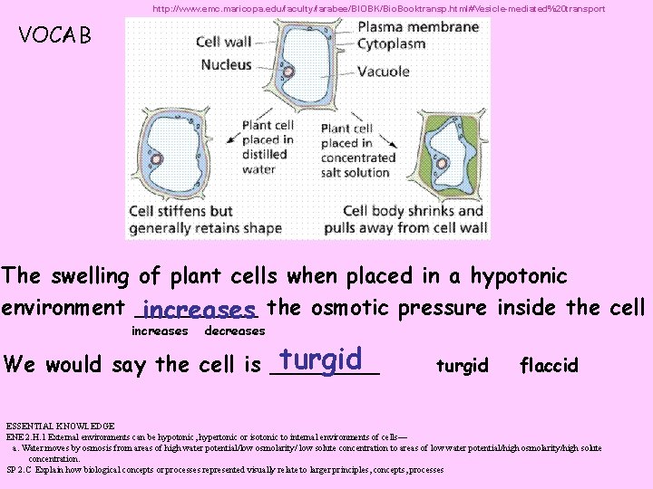 http: //www. emc. maricopa. edu/faculty/farabee/BIOBK/Bio. Booktransp. html#Vesicle-mediated%20 transport VOCAB The swelling of plant cells