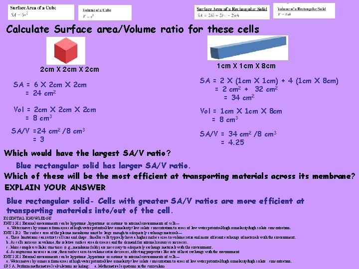 Calculate Surface area/Volume ratio for these cells 2 cm X 2 cm 1 cm