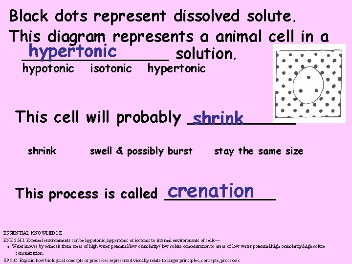 Black dots represent dissolved solute. This diagram represents a animal cell in a hypertonic