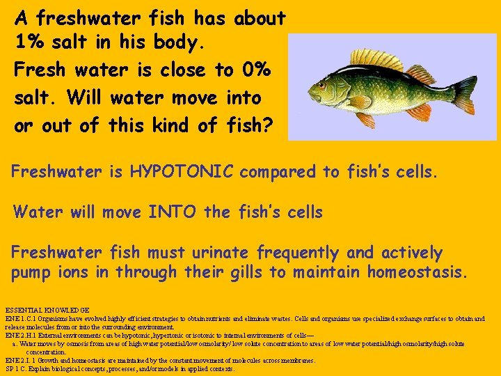A freshwater fish has about 1% salt in his body. Fresh water is close