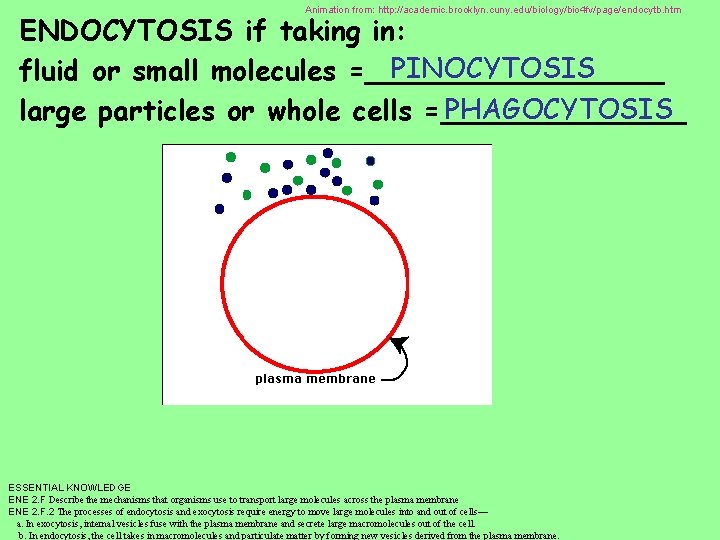 Animation from: http: //academic. brooklyn. cuny. edu/biology/bio 4 fv/page/endocytb. htm ENDOCYTOSIS if taking in: