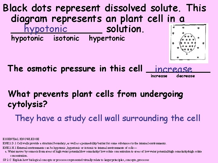 Black dots represent dissolved solute. This diagram represents an plant cell in a hypotonic