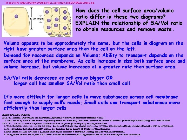 Image from: https: //marilynemathew. files. wordpress. com/2013/02/surface. jpg How does the cell surface area/volume