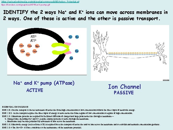 https: //upload. wikimedia. org/wikipedia/commons/9/95/Action_Potential. gif ttps: //lionden. com/graphics/AP/Na-K-pump. gif IDENTIFY the 2 ways Na+