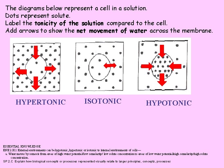 The diagrams below represent a cell in a solution. Dots represent solute. Label the
