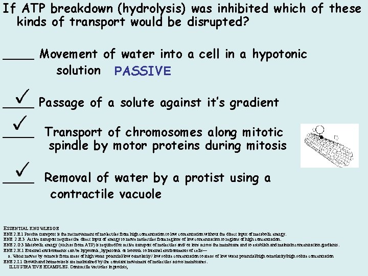 If ATP breakdown (hydrolysis) was inhibited which of these kinds of transport would be