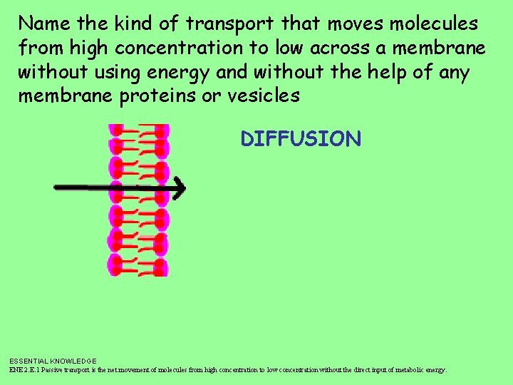Name the kind of transport that moves molecules from high concentration to low across