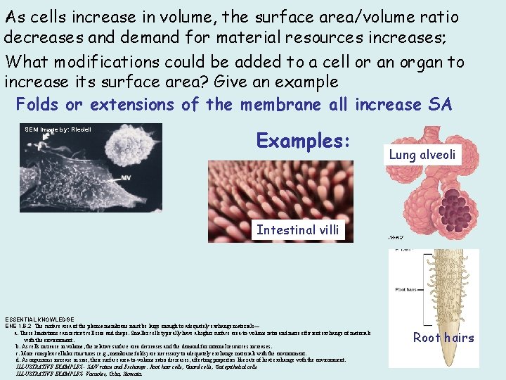As cells increase in volume, the surface area/volume ratio decreases and demand for material