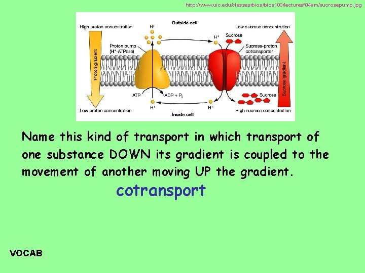 http: //www. uic. edu/classes/bios 100/lecturesf 04 am/sucrosepump. jpg Name this kind of transport in