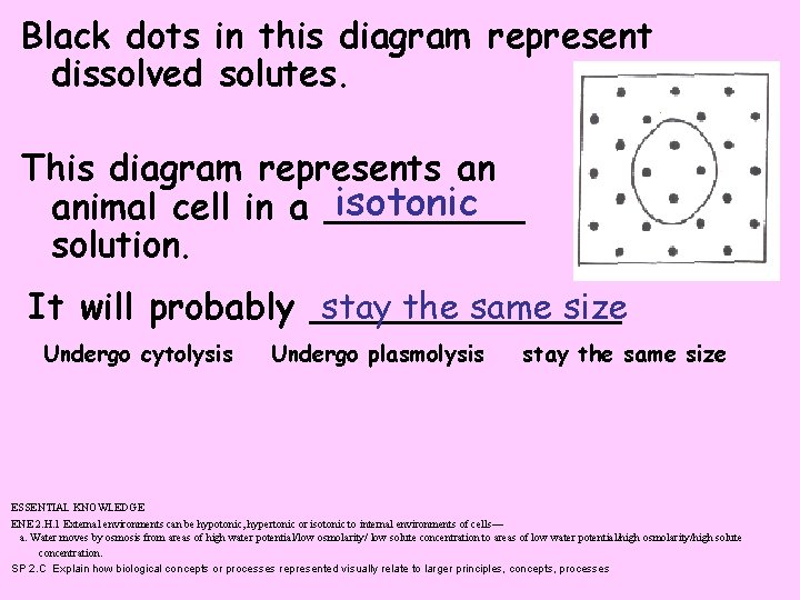 Black dots in this diagram represent dissolved solutes. This diagram represents an isotonic animal