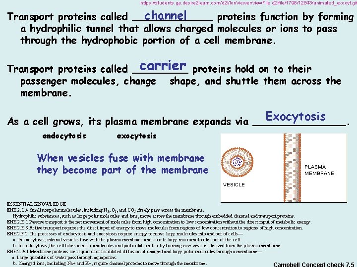 https: //students. ga. desire 2 learn. com/d 2 l/lor/viewer/view. File. d 2 lfile/1798/12843/animated_exocyt. gif