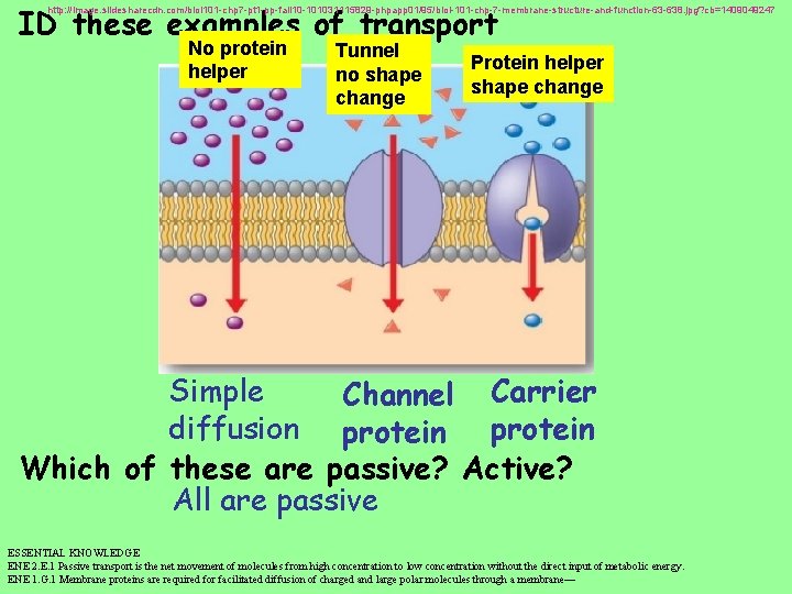 ID these examples of transport http: //image. slidesharecdn. com/biol 101 -chp 7 -pt 1