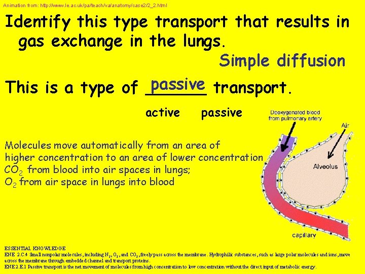 Animation from: http: //www. le. ac. uk/pa/teach/va/anatomy/case 2/2_2. html Identify this type transport that