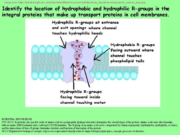 Image from: https: //askabiologist. asu. edu/sites/default/files/resources/activities/body_depot/venom/aquaporin_cartoon_large. jpg Identify the location of hydrophobic and hydrophilic