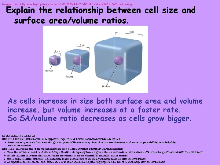 Image from: http: //baileyb. pbworks. com/f/1391453862/Cell%20 Surface%20 to%20 volume. gif Explain the relationship between