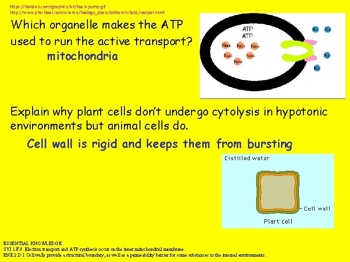 https: //lionden. com/graphics/AP/Na-K-pump. gif http: //www. phschool. com/science/biology_place/labbench/lab 1/watpot. html Which organelle makes the