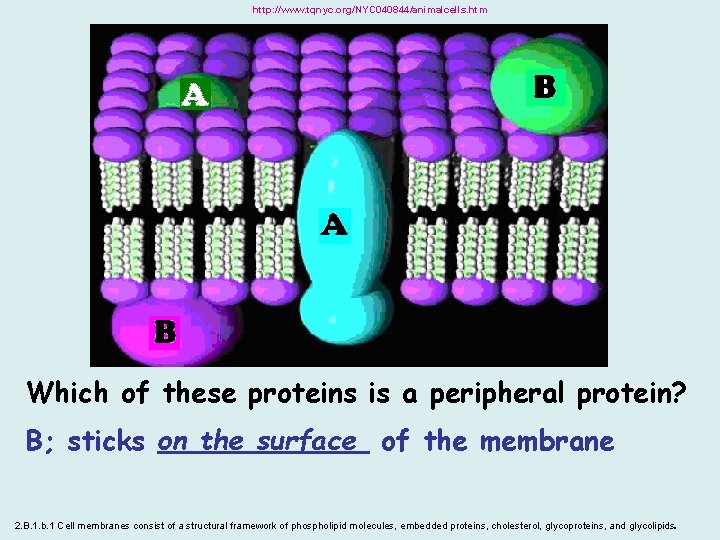 http: //www. tqnyc. org/NYC 040844/animalcells. htm Which of these proteins is a peripheral protein?