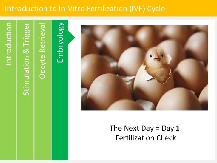 Embryology Oocyte Retrieval Stimulation & Trigger Introduction to In-Vitro Fertilization (IVF) Cycle The Next