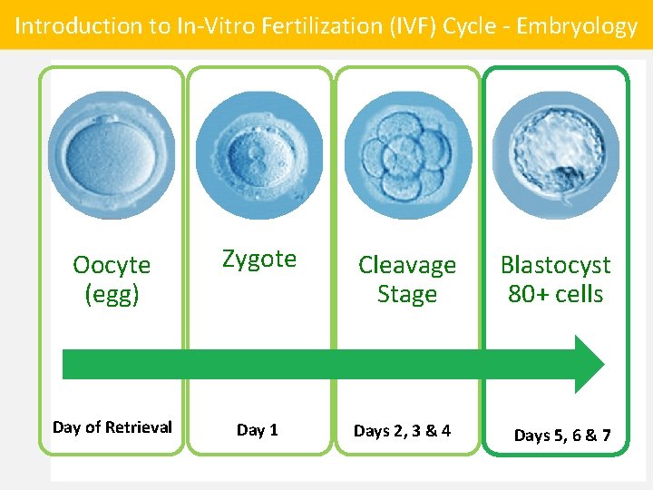 Introduction to In-Vitro Fertilization (IVF) Cycle - Embryology Oocyte (egg) Zygote Cleavage Stage Day