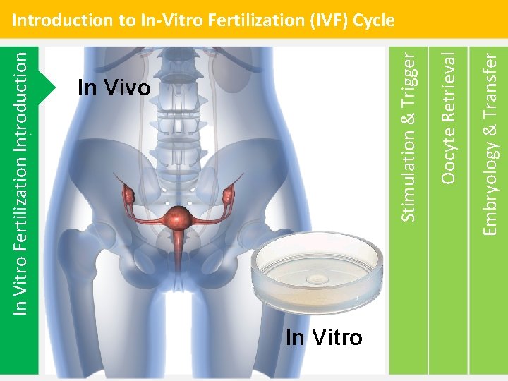 In Vitro Fertilization Introduction In Vivo In Vitro Embryology & Transfer Oocyte Retrieval Stimulation