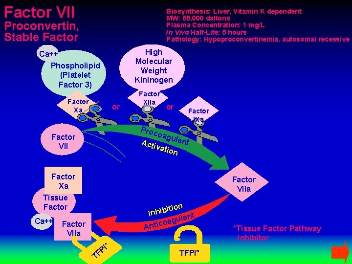 Factor VII Biosynthesis: Liver, Vitamin K dependent MW: 55, 000 daltons Plasma Concentration: 1