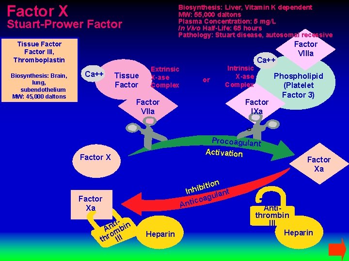 Factor X Biosynthesis: Liver, Vitamin K dependent MW: 55, 000 daltons Plasma Concentration: 5