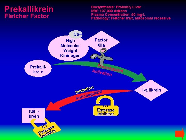 Prekallikrein Biosynthesis: Probably Liver MW: 107, 000 daltons Plasma Concentration: 50 mg/L Pathology: Fletcher