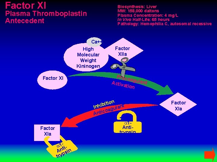 Factor XI Biosynthesis: Liver MW: 158, 000 daltons Plasma Concentration: 4 mg/L In Vivo