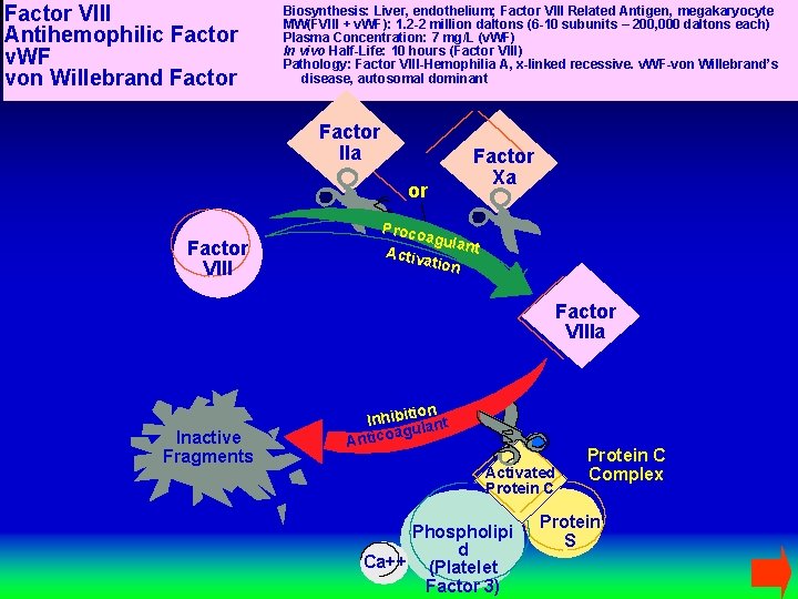 Factor VIII Antihemophilic Factor v. WF von Willebrand Factor Biosynthesis: Liver, endothelium; Factor VIII