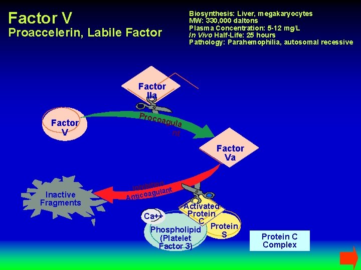 Factor V Biosynthesis: Liver, megakaryocytes MW: 330, 000 daltons Plasma Concentration: 5 -12 mg/L