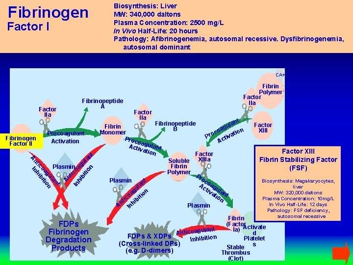 Fibrinogen Factor I Biosynthesis: Liver MW: 340, 000 daltons Plasma Concentration: 2500 mg/L In