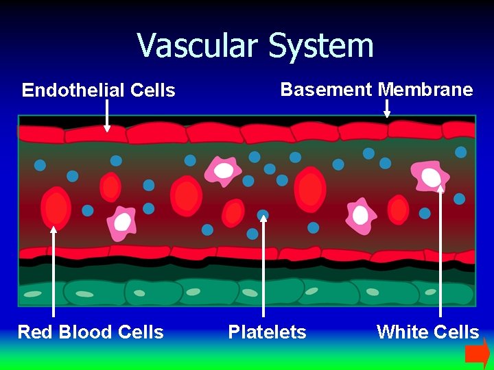 Vascular System Endothelial Cells Red Blood Cells Basement Membrane Platelets White Cells 