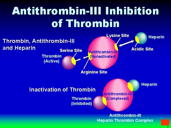 Antithrombin-III Inhibition of Thrombin, Antithrombin-III and Heparin Serine Site Thrombin (Active) Lysine Site Antithrombin-III