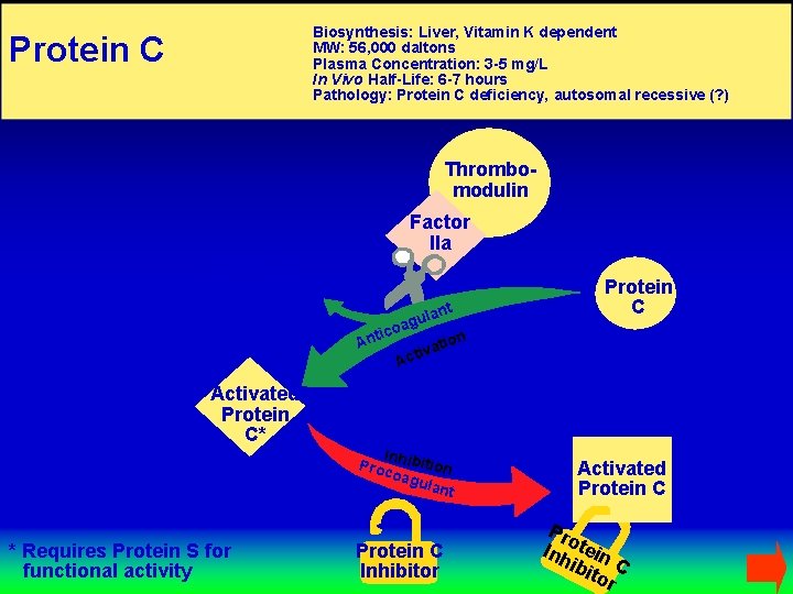 Biosynthesis: Liver, Vitamin K dependent MW: 56, 000 daltons Plasma Concentration: 3 -5 mg/L