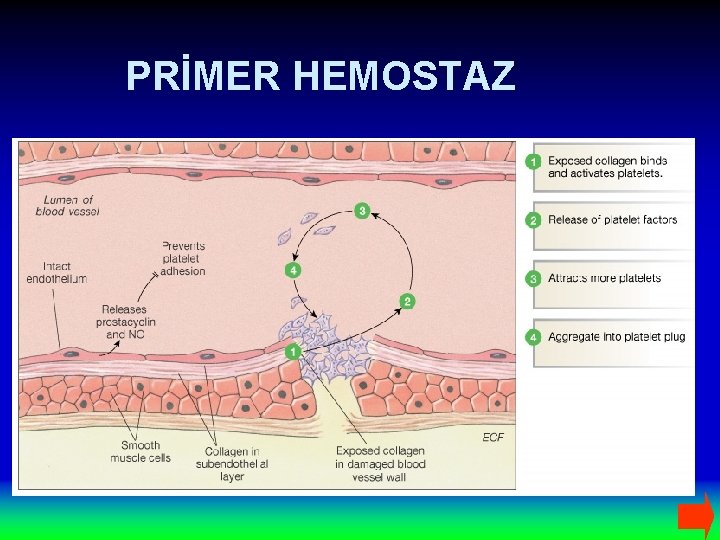 PRİMER HEMOSTAZ 