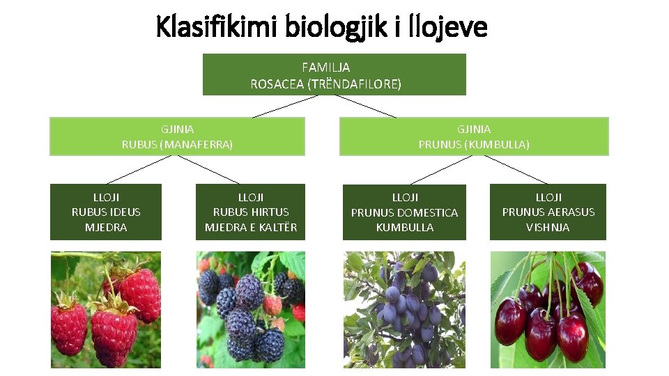 Klasifikimi biologjik i llojeve FAMILJA ROSACEA (TRËNDAFILORE) GJINIA RUBUS (MANAFERRA) LLOJI RUBUS IDEUS MJEDRA