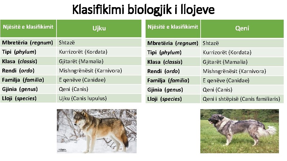 Klasifikimi biologjik i llojeve Njësitë e klasifikimit Ujku Njësitë e klasifikimit Qeni Mbretëria (regnum)