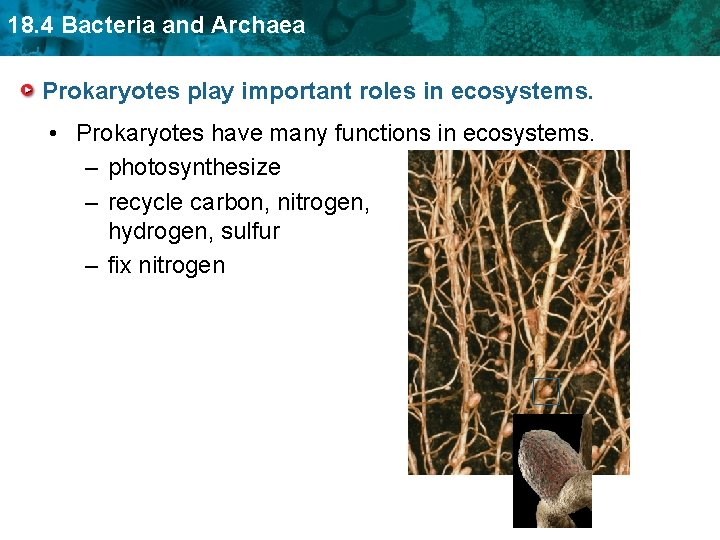 18. 4 Bacteria and Archaea Prokaryotes play important roles in ecosystems. • Prokaryotes have