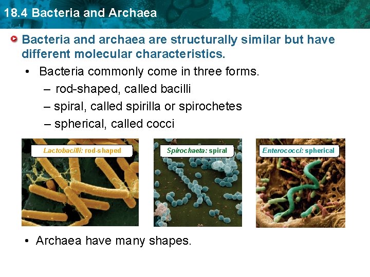 18. 4 Bacteria and Archaea Bacteria and archaea are structurally similar but have different