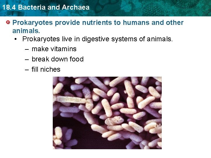 18. 4 Bacteria and Archaea Prokaryotes provide nutrients to humans and other animals. •