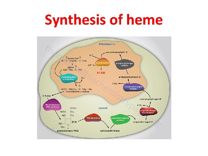 Synthesis of heme 