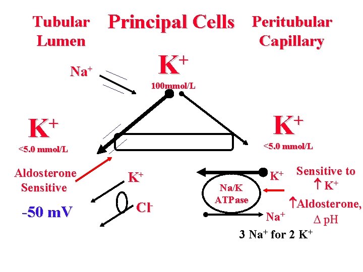 Tubular Lumen Principal Cells + K Na+ Peritubular Capillary 100 mmol/L + K <5.