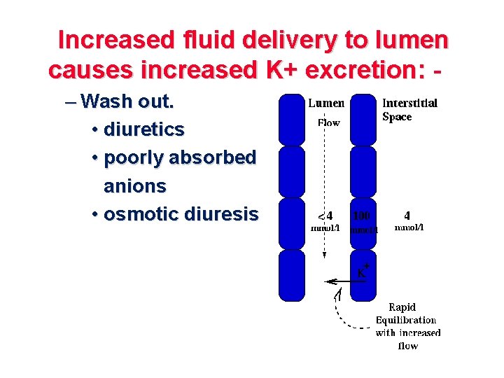 Increased fluid delivery to lumen causes increased K+ excretion: – Wash out. • diuretics