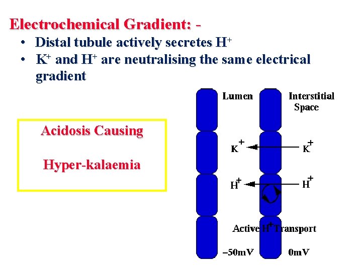 Electrochemical Gradient: • Distal tubule actively secretes H+ • K+ and H+ are neutralising