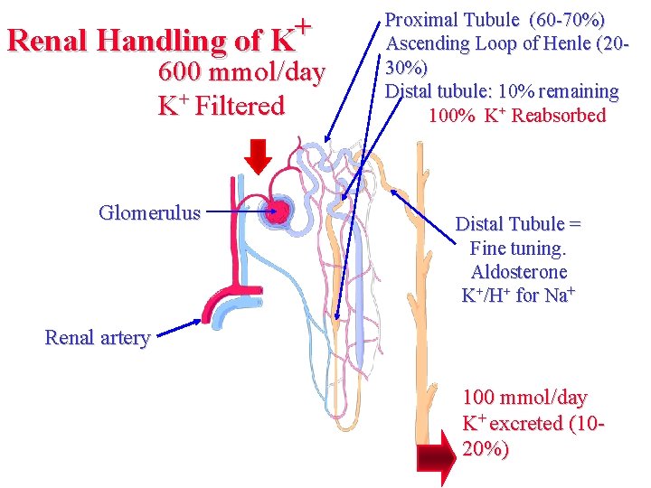 + Renal Handling of K 600 mmol/day K+ Filtered Glomerulus Proximal Tubule (60 -70%)