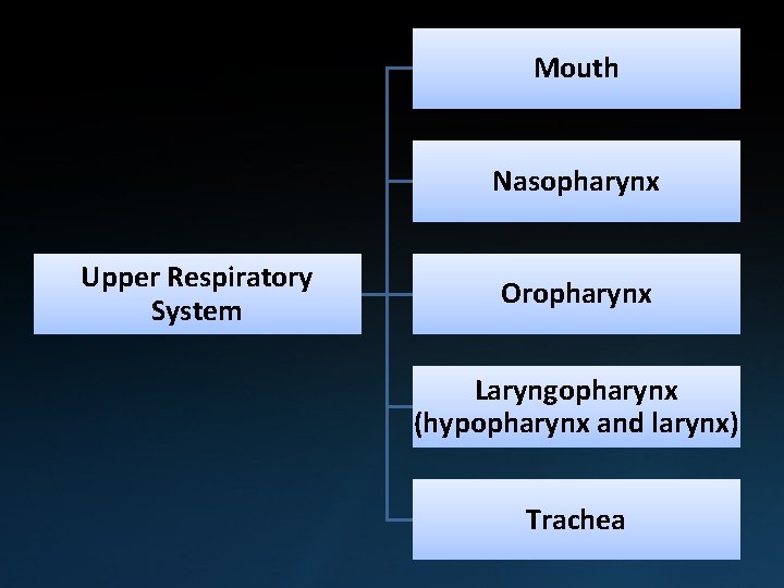 Mouth Nasopharynx Upper Respiratory System Oropharynx Laryngopharynx (hypopharynx and larynx) Trachea 