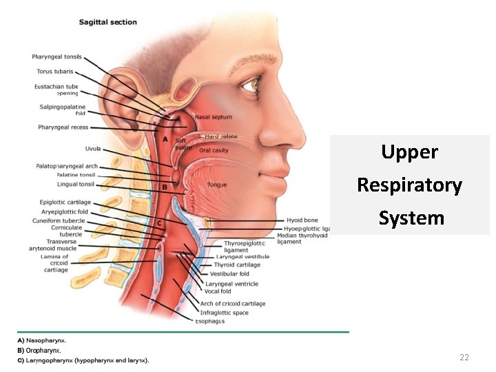 Upper Respiratory System 22 