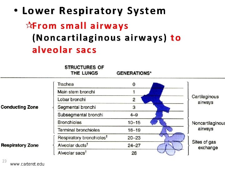  • Lower Respiratory System ¶From small airways (Noncartilaginous airways) to alveolar sacs 23