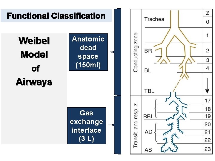 Functional Classification Weibel Model of Anatomic dead space (150 ml) Airways Gas exchange interface