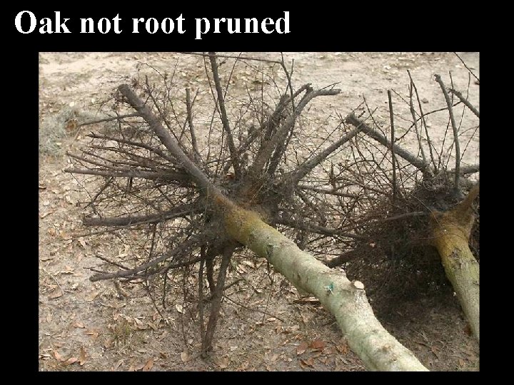 Oak not root pruned 